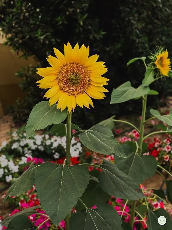 Greenland Farm Dubai Semesterbostad