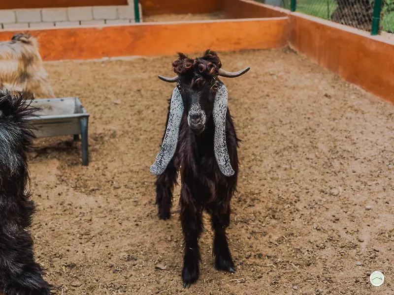 Semesterbostad Greenland Farm Dubai Förenade Arabemiraten