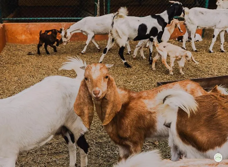 Greenland Farm دبي